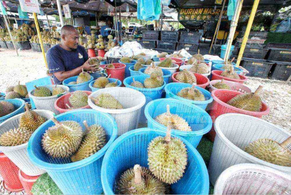 Mohd Azmi menjual Musang King dari Segamat dan pelbagai jenis durian di Batu Tiga Jalan Kuantan-Gambang.