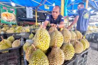 Nik Mazlan memaklumkan minggu ini tempoh paling sesuai untuk orang ramai mendapatkan durian Musang King susulan penurunan harga mendadak di pasaran. 