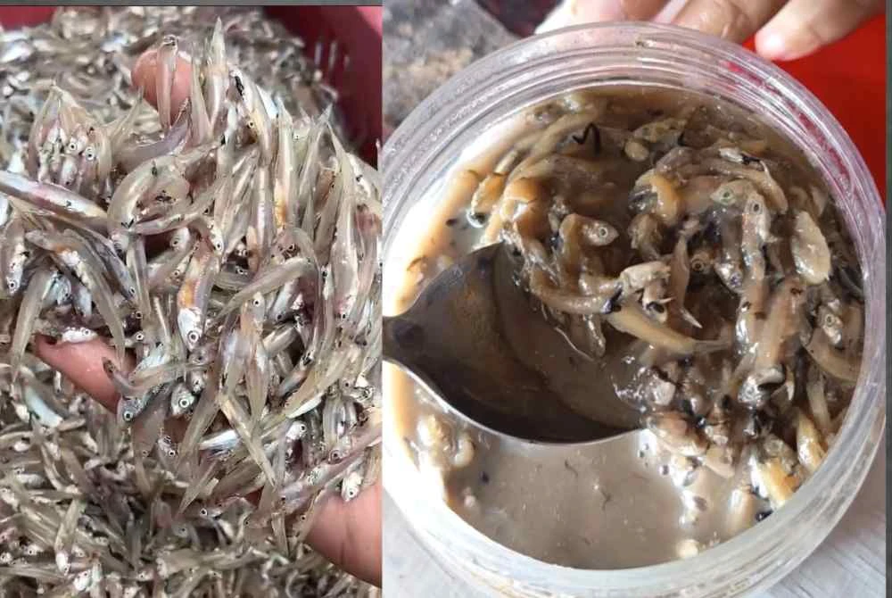 Ikan bilis hitam segar yang baru dinaikkan oleh nelayan akan segera diproses sama ada dikeringkan atau diekstrak untuk dijadikan budu berekor.