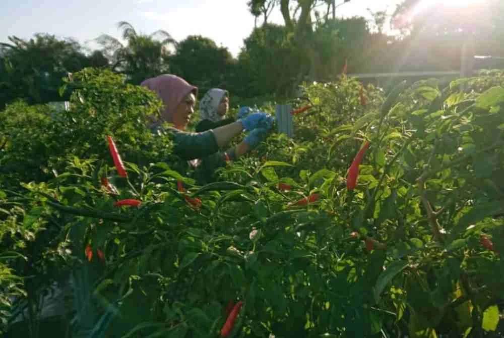 Program berasaskan kebun pertanian mampan yang diterajui komuniti itu menyediakan akses kepada hasil tani segar dan mampu milik melalui amalan pertanian yang baik.
