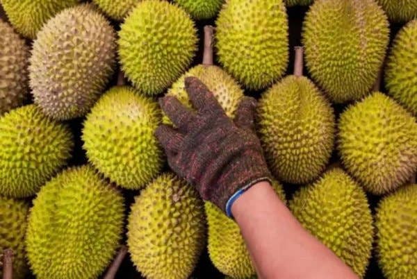 Industri durian boleh dibesarkan dan dikomersialkan dengan lebih serius.