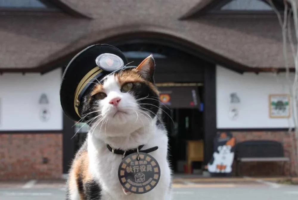 Yontama, kucing calico yang dilantik sebagai ketua stesen kucing ketiga pada Rabu. - Foto Kyodo News.