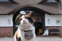 Yontama, kucing calico yang dilantik sebagai ketua stesen kucing ketiga pada Rabu. - Foto Kyodo News.