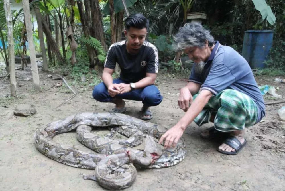 Muhammad Nukman (kiri) dan bapa saudaranya, Ramzi menunjukkan.ular sawa batik yang menyerang adiknya.