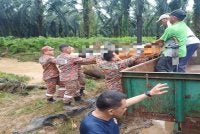 Mayat mangsa akhirnya ditemukan oleh pekerja ladang kira-kira 800 meter dari lokasi mangsa dilaporkan hanyut.