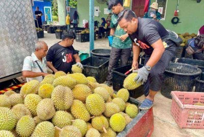 Durian kampung dari Kampung Damak dikumpulkan melalui pusat pengumpulan sebelum dipasarkan dengan bantuan FAMA Pahang. Foto: FB FAMA Pahang