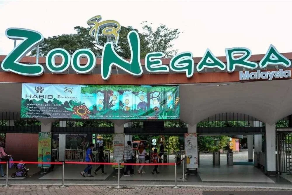 Pasangan panda baharu dari China bakal menjadi tarikan pelancongan utama di Zoo Negara - Foto: Bernama