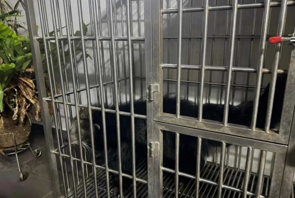Seekor binturong ditemui dalam serbuan di sebuah kediaman di Seberang Jaya, Pulau Pinang pada Jumaat.