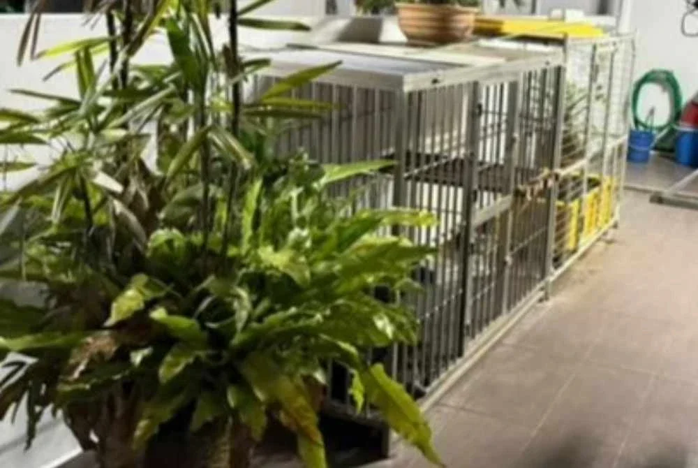 Lokasi penemuan seekor binturong di sebuah kediaman di Seberang Jaya, Pulau Pinang pada Jumaat.