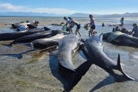Sukarelawan menyiram air pada badan paus yang terdampar di pantai Farewell Spit, New Zealand. Foto: Project Jonah New Zealand