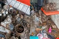 Tangkap layar video pengabaian kucing yang dikongsi sebuah NGO.