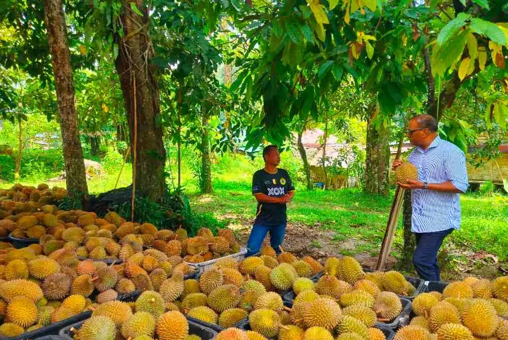 Fadzil (kiri) melayani Ahli Parlimen Tapah, Datuk Seri M Saravanan memilih durian di pusat pengumpulan di Kampung Batu 6 di sini pada Sabtu.