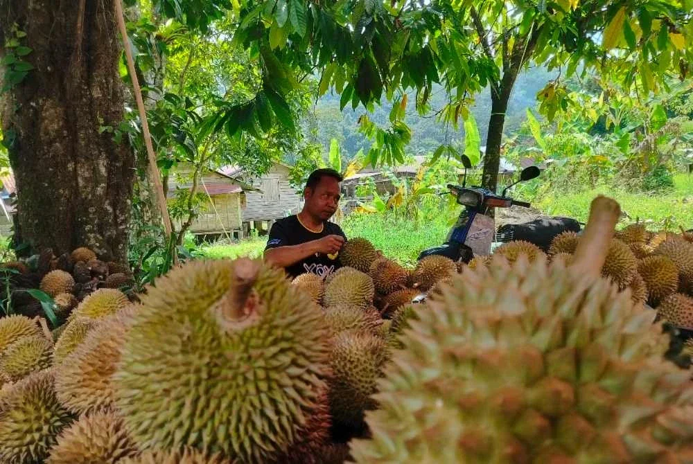 Harga durian pada musim kali ini yang rendah menyebabkan pendapatan penduduk kampung terjejas.