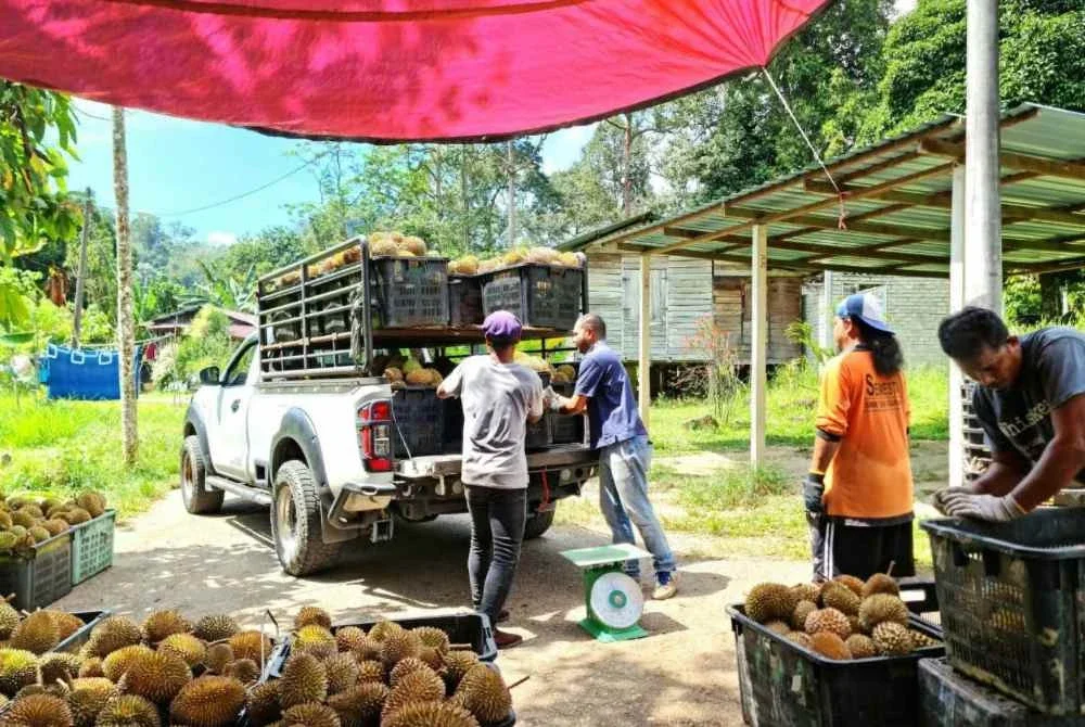 Seramai 20 pengumpul dan pekebun di Kampung Batu 6, Jalan Pahang, Tapah terlibat dengan purata pengumpulan sekitar empat metrik tan sehari. Foto: FAMA Perak