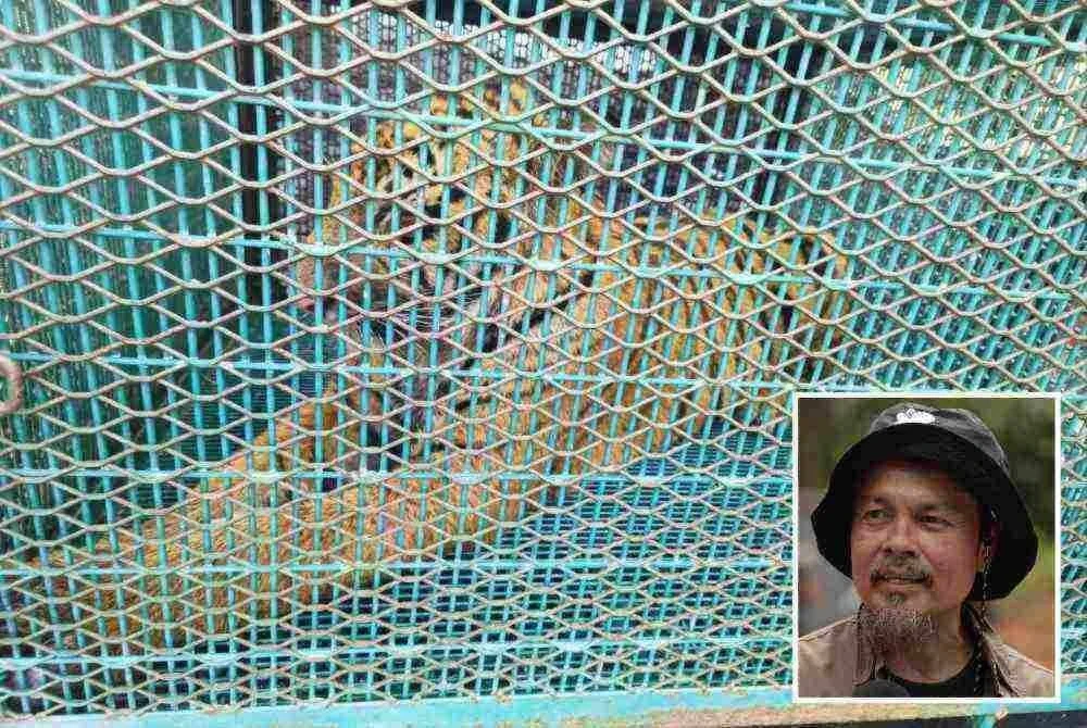 Harimau belang jantan seberat 75 kilogram dan dianggarkan berusia dua tahun masuk dalam perangkap dipasang Perhilitan dalam operasi di Bukit Kinding, Tanjung Rambutan pada Ahad. Foto: Perhilitan Perak (Gambar kecil: Yusoff)