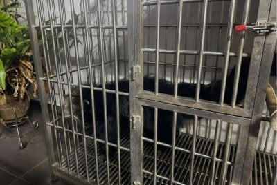 Seekor binturong ditemui dalam serbuan di sebuah kediaman di Seberang Jaya, Pulau Pinang pada Jumaat. Foto PSP