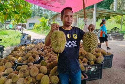 Fadzil menunjukkan durian bukit yang luruh ketika ini di pusat pengumpulan durian di Kampung Batu 6 di sini pada Sabtu