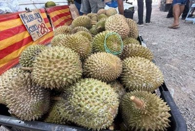 Bekalan durian yang masih terdapat di pasaran dengan harga yang lebih rendah.