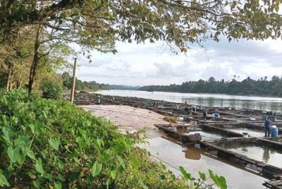 Keadaan sungai yang cetek serta fenomena selut timbul menyebabkan sangkar ikan terjejas sekali gus mengganggu proses ternakan ikan air tawar di Kampung Pantai Ali.