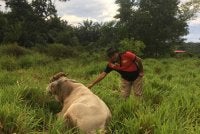 Mohd Hashim bersama ternakan lembu yang diusahakan di Perak dan Selangor.