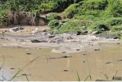 Ratusan buaya dalam kolam ternakan di Penampang mengundang kebimbangan dalam kalangan masyarakat setempat.
