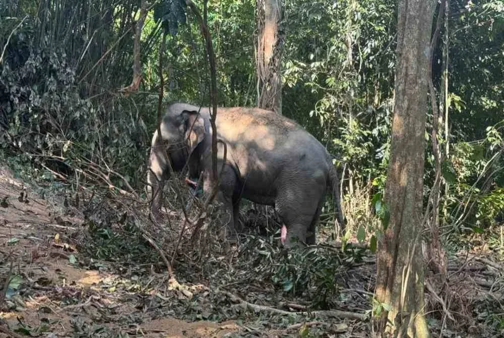 Gajah liar dikesan muncul sejak Disember lalu. Foto Perhilitan 