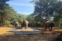 Operasi pemindahan seekor gajah liar di Kampung Charok Kapas, Kupang berjaya dilakukan dengan bantuan dua ekor gajah denak bernama Sanum dan Rambai. Foto Perhilitan