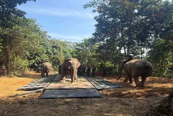 Operasi pemindahan seekor gajah liar di Kampung Charok Kapas, Kupang berjaya dilakukan dengan bantuan dua ekor gajah denak bernama Sanum dan Rambai. Foto Perhilitan