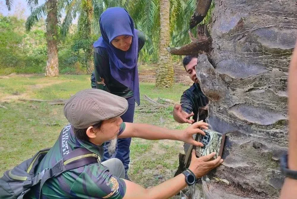 Ketua Unit Konservasi Harimau Malaya Perak, Marina Yusof melihat kerja-kerja pemasangan kamera perangkap di lokasi bangkai lembu ditemui.