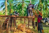 Pemasangan perangkap dilakukan oleh kakitangan Jabatan Perhilitan Perak di lokasi kejadian di Perlop 1 pada Khamis.