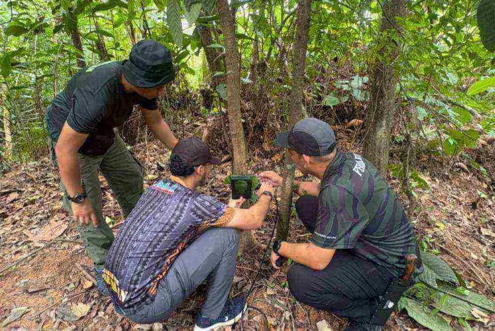 Anggota Perhilitan memasang perangkap kamera bagi mengesan kehadiran harimau belang berhampiran kawasan penduduk susulan aduan awam. Foto: Perhilitan