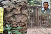 Harimau belang yang berjaya ditangkap menerusi perangkap yang dipasang Perhilitan selepas menerima aduan penduduk. - Gambar kecil (Abdul Kadir)