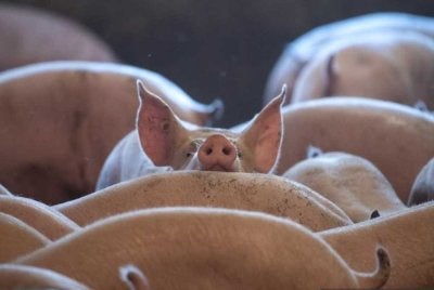 Rakyat menolak sebarang bentuk penternakan babi – kecil, besar atau sederhana – di negeri Selangor. Foto hiasan