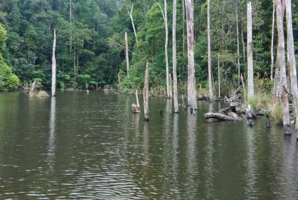 LMB biasanya mendiami kawasan struktur kayu.