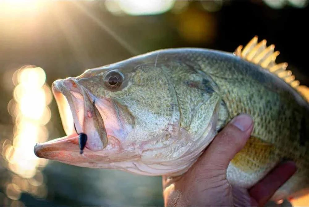 Spesies ini agak ‘istimewa’ kerana habitatnya terkawal dan hanya diketahui bermastautin di kawasan berair sejuk.