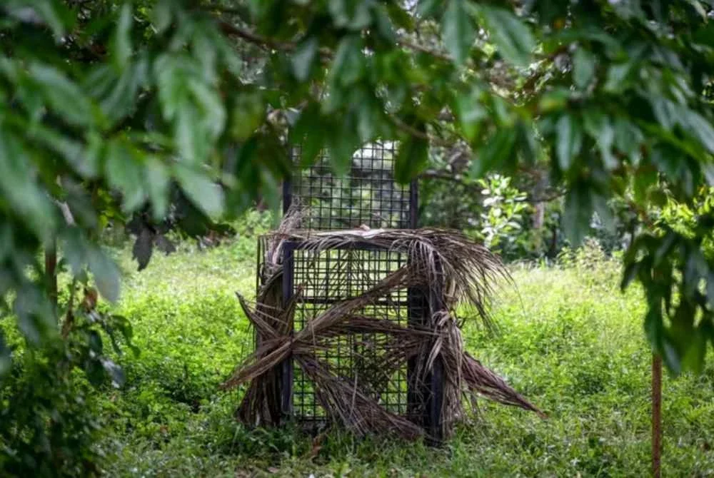 Perangkap sangkar besi dipasang oleh Perhilitan Terengganu susulan kehadiran beruang matahari di Kampung Durian Mentangau, Dungun. Foto Bernama 