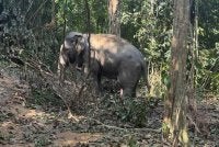 Perhilitan Terengganu berjaya menangkap seekor gajah liar di Kampung Keruak di Hulu Besut dekat sini semalam. - Gambar hiasan Perhilitan