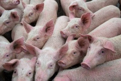 Sejarah wabak virus Nipah pada 1998 wajar dijadikan peringatan kolektif kerana tragedi itu meragut 105 nyawa dan memusnahkan lebih satu juta ekor babi. Gambar hiasan