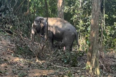 Perhilitan Terengganu berjaya menangkap seekor gajah liar di Kampung Keruak di Hulu Besut dekat sini semalam. - Gambar hiasan Perhilitan