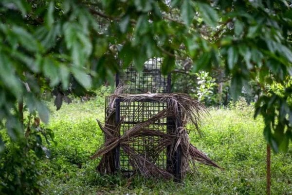 Perangkap sangkar besi dipasang oleh Perhilitan Terengganu susulan kehadiran beruang matahari di Kampung Durian Mentangau, Dungun. Foto Bernama 
