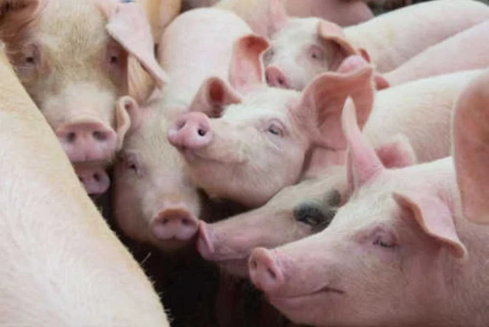 Selepas jadi tempat pembuangan sampah, Bukit Tagar akan ditempatkan dengan ribuan ekor babi yang akan diternak dalam skala besar. Gambar hiasan 123rf.