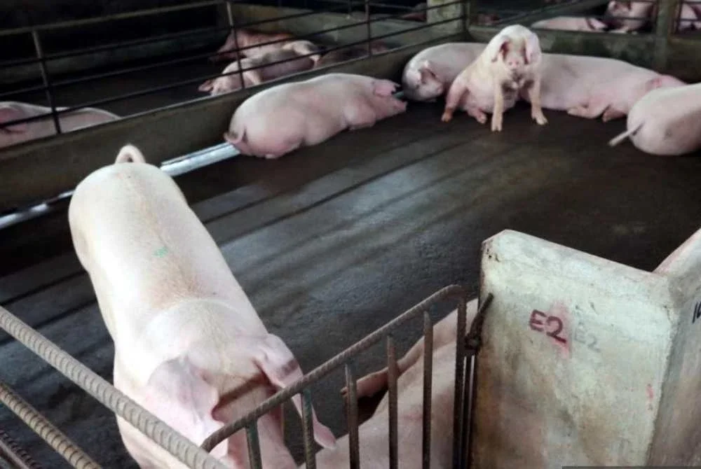 Kerajaan Selangor rancang ladang babi moden di Bukit Tagar bagi atasi isu pencemaran dan penyakit ASF - Gambar hiasan