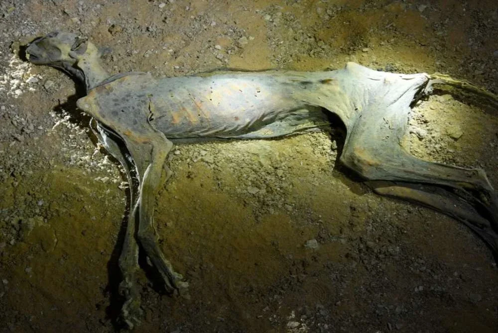 Bangkai cheetah yang ditemukan masih terpelihara.-Agensi