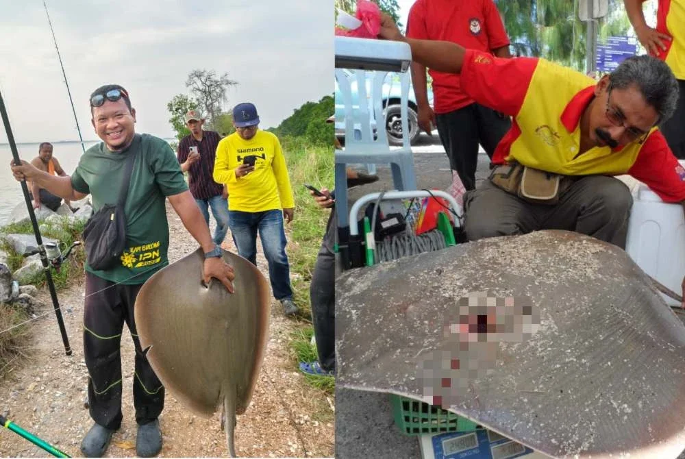 Antara hasil tangkapan ikan pari oleh penduduk kampung di Pantai Sungai Lang.
