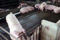 Kerajaan Selangor rancang ladang babi moden di Bukit Tagar bagi atasi isu pencemaran dan penyakit ASF - Gambar hiasan