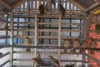 Burung spesies merbah luris leher yang dirampas Perhilitan dalam serbuan di sebuah kediaman di Banting pada Jumaat lalu. Foto: Perhilitan