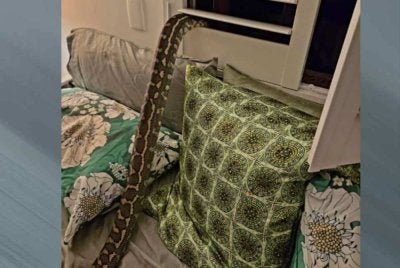  Seorang wanita berdepan detik ngeri selepas seekor ular sawa 'tumpang tidur' di atas dadanya. 