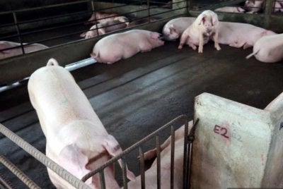 Kerajaan Selangor rancang ladang babi moden di Bukit Tagar bagi atasi isu pencemaran dan penyakit ASF - Gambar hiasan
