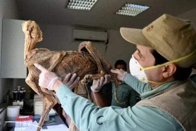 Seorang saintis melihat bangkai cheetah yang dibawa ke makmal.-Agensi