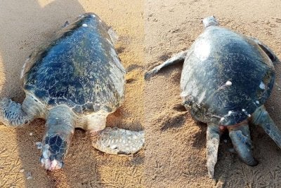 Bangkai seekor penyu agar jantan dijumpai terdampar di Pantai Paka, Dungun pada Isnin.